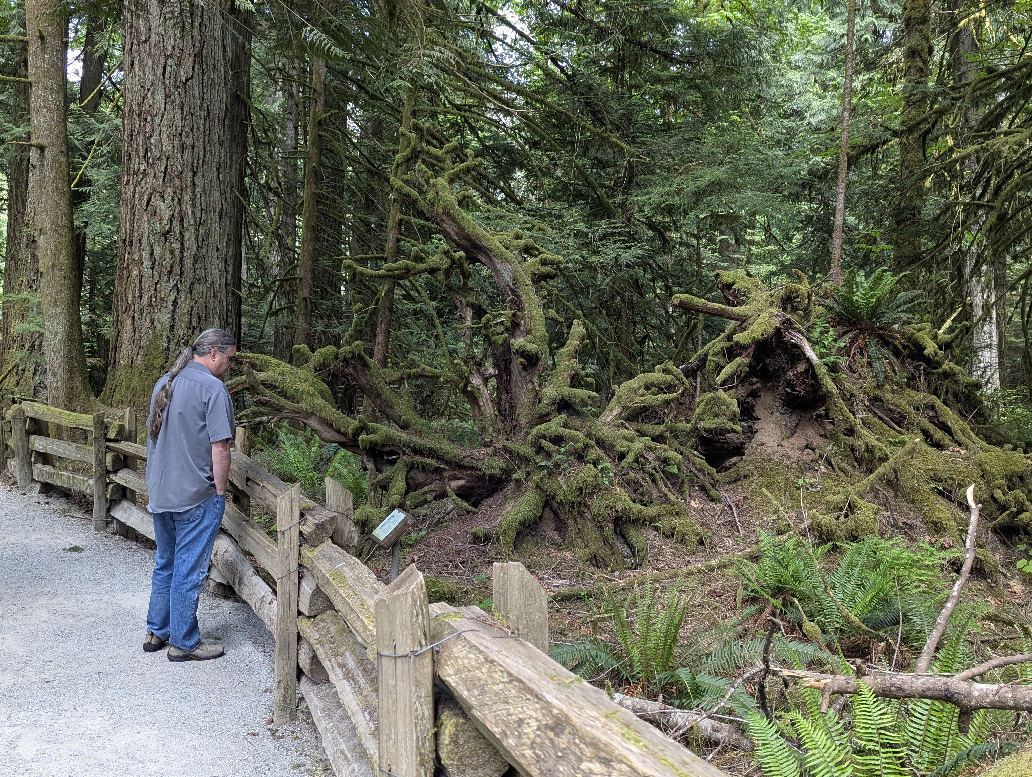 Birthday Trip to Canada, Cathedral Grove, Vancouver Island